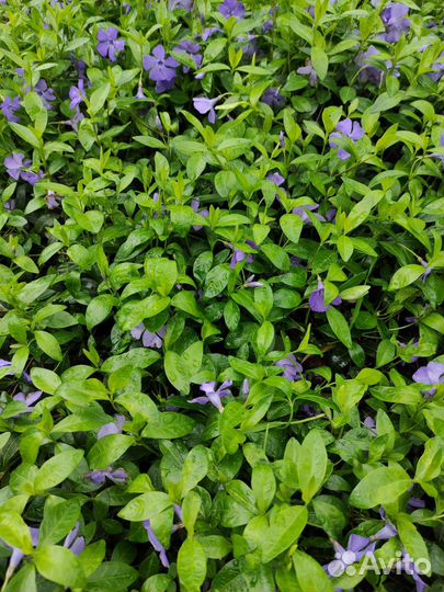 Лихнис Рудбекия Эхинацея Василек Ландыш Розга