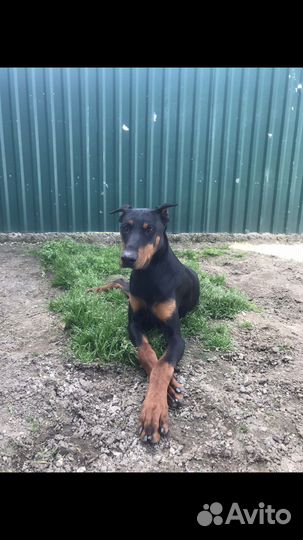 Отдам добермана