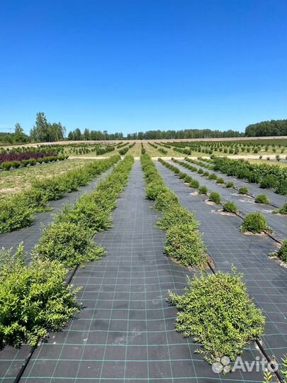 Инвестиции в питомник растений