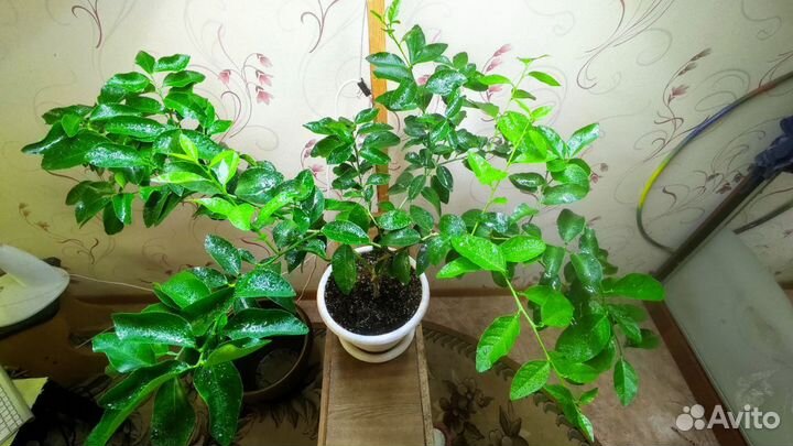 Сладкий Лайм Ди Рангпур