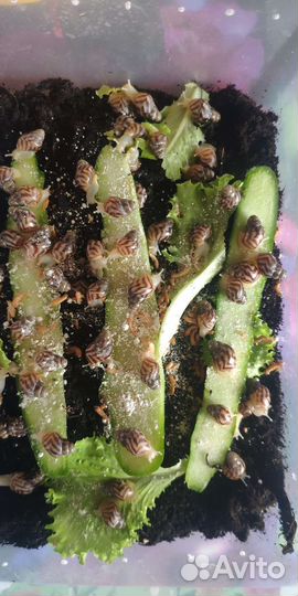 Ахатина Ретикулята альбино