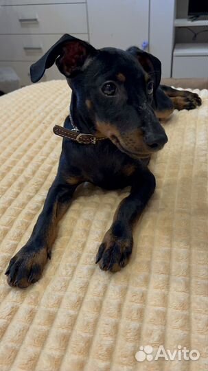 Цвергпинчер