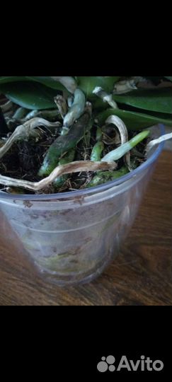 Горшок-вкладыш для орхидей 10 шт