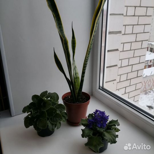 Сансевиерия, комнатные растения