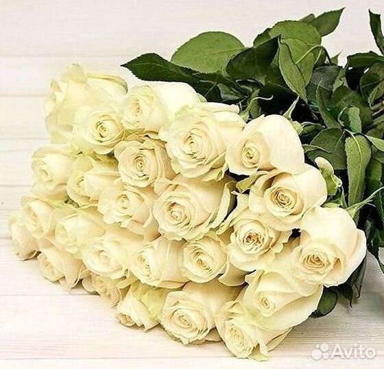 Высокие розы Гигантские Розы 150 160 170 180 190см