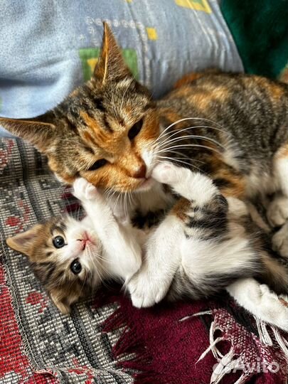 Котята в добрые руки бесплатно