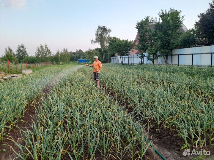 Продам чеснок