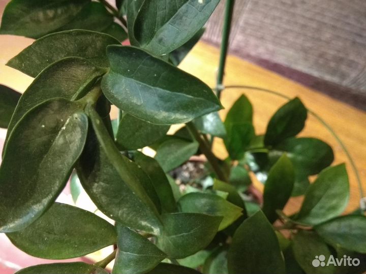 Замиокулькас