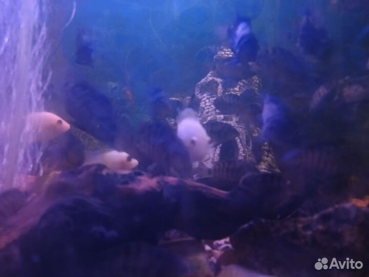 Аквариум