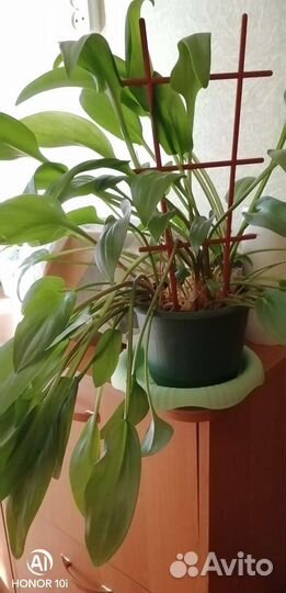 Дримиопсис