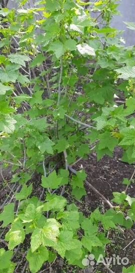 Саженцы черной смородины