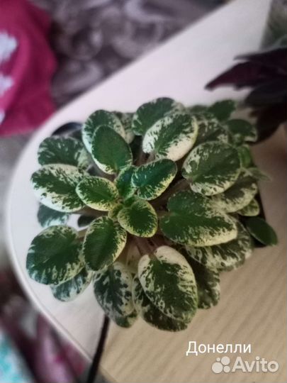 Сортовые фиалки отдам