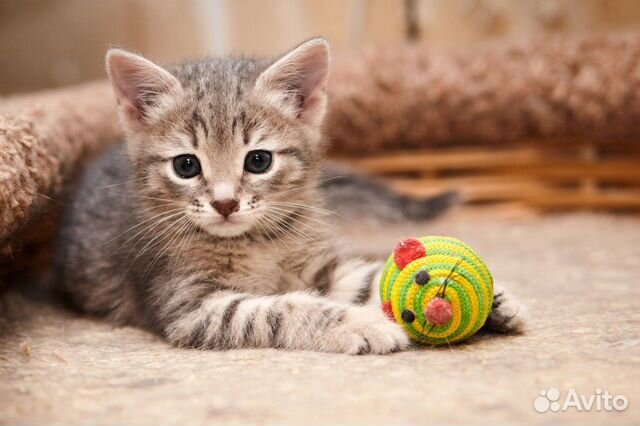 Котенок девочка в дар