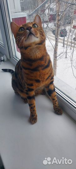 Бенгальский котик в добрые Руки