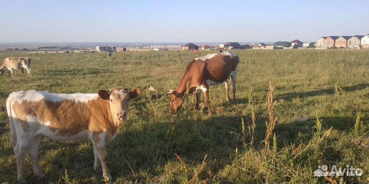 Коровы и бычки