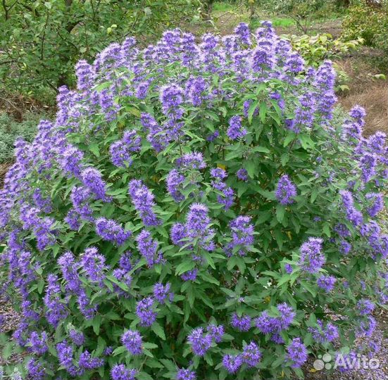 Многолетники