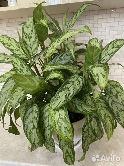 Продам отростки цветка Аглаонема