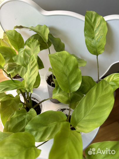 Калатея yellow fusion