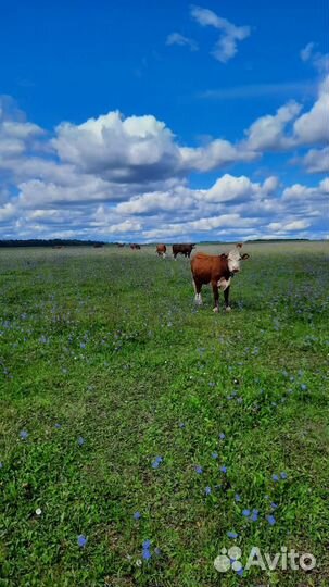 Коровы герефордской породы класса класса элита и э