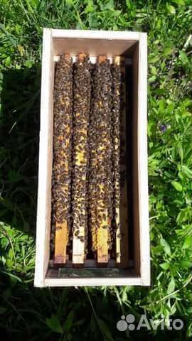 Пчелопакеты