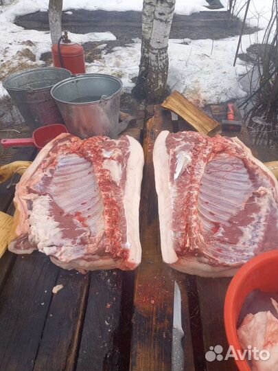 Домашние мясо свинина