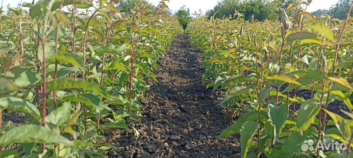 Подвой Алычя