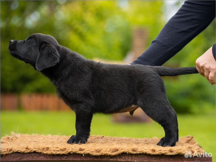 Щенки лабрадора