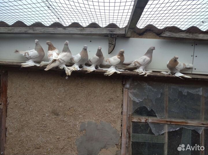 Продам голубей