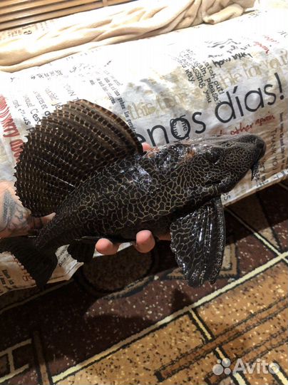 Аквариумные рыбки