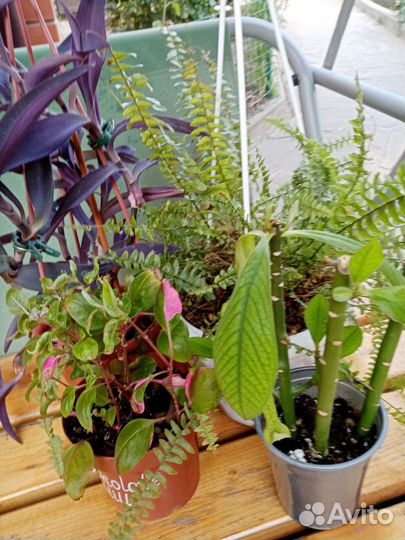 Комнатные цветы