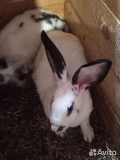 Калифорнийци, гигант