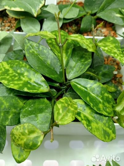 Новинка хойя Lacunosa Amarillo