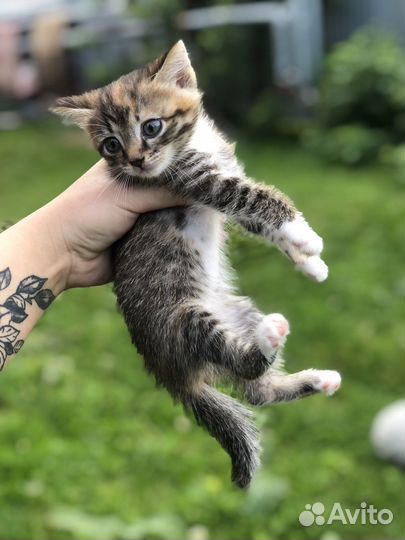 Отдам в хорошие руки котенка