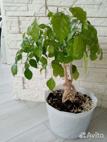 Радермахера