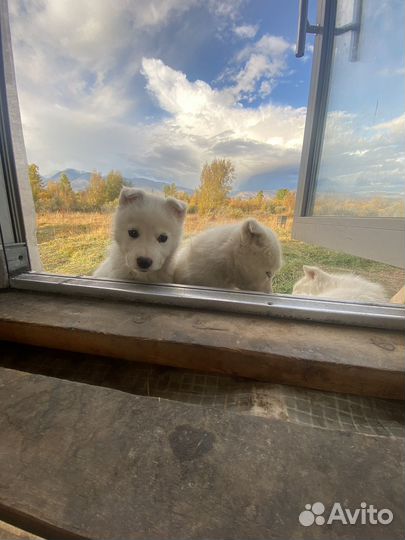 Якутская лайка