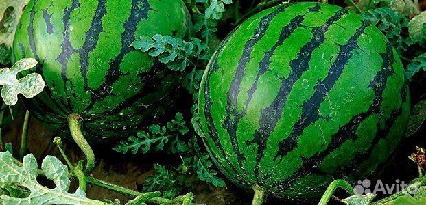 Арбуз каристан 6-10кг 15 р