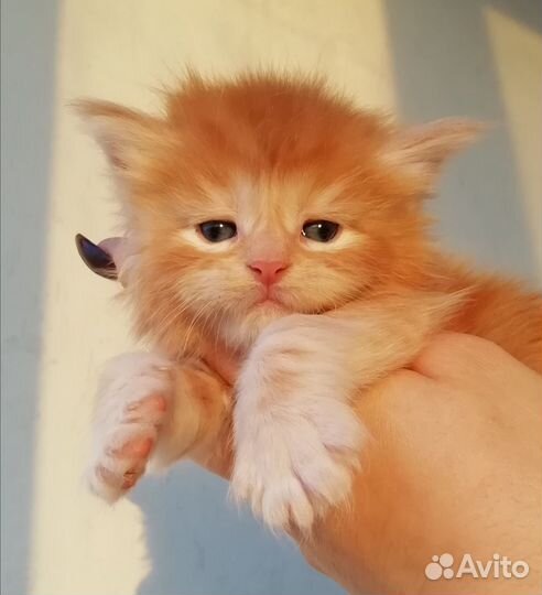 Мейн-куны от крупной пары