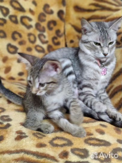 Отдам котят в добрые руки