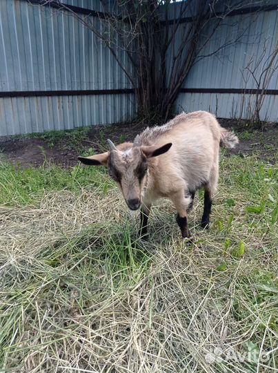 Козёл и коза