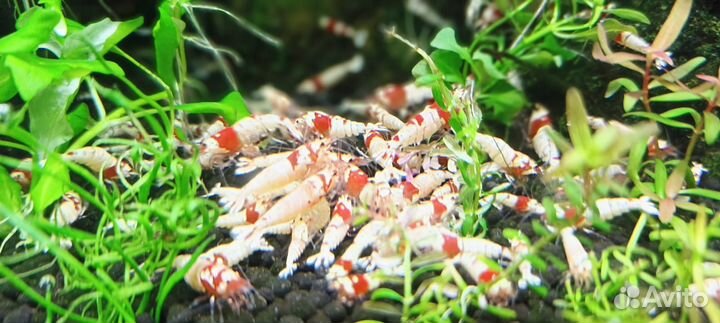 Аквариумные креветки