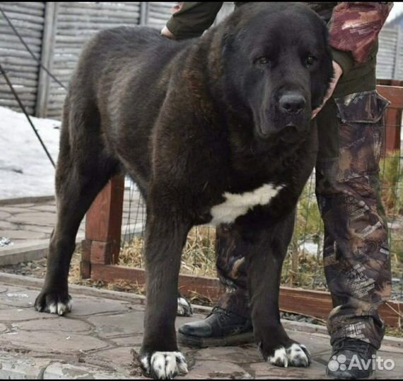 Щенки алабая