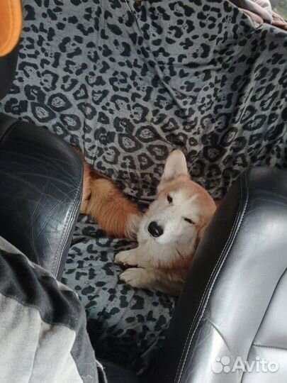 Вязка вельш корги
