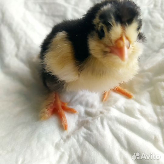 Цыплята разных пород из своих яиц