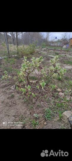 Ива финская карликовая