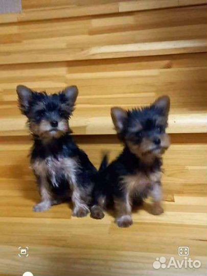 Йоркширский терьер мини девочка