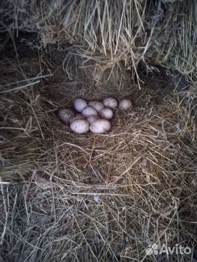 Мускусные утки