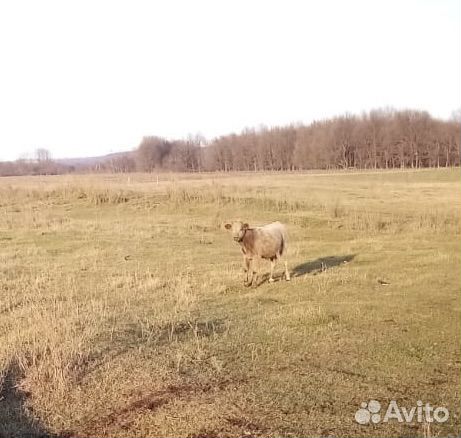 Корова с теленком