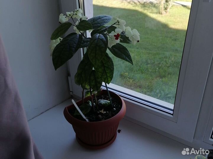 Клеодендрум