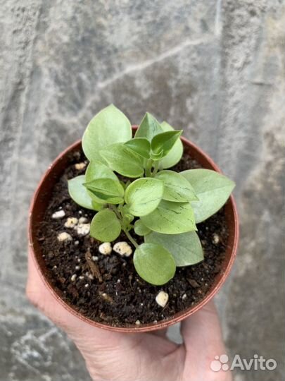 Пеперомии в ассортименте