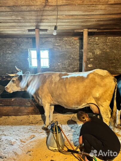 Коровы и телята